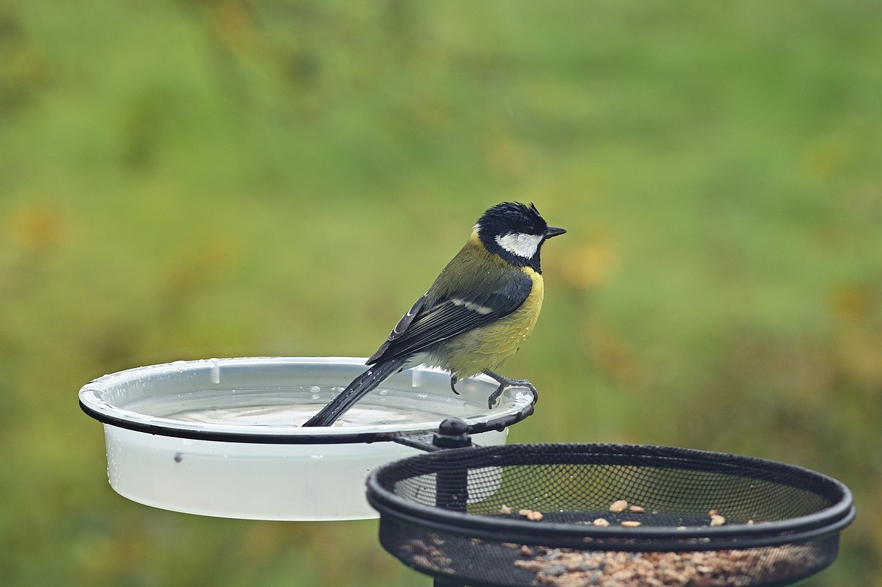 How to Attract Birds to Your Garden